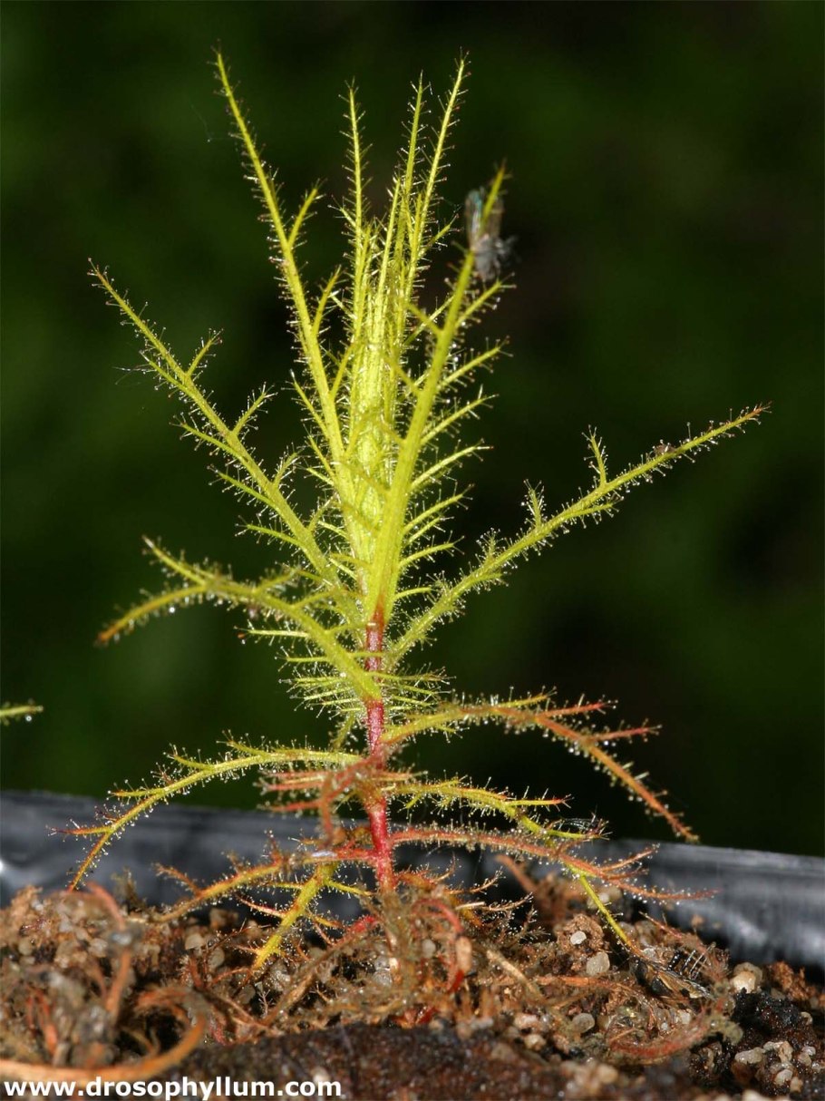 Библис Акватика