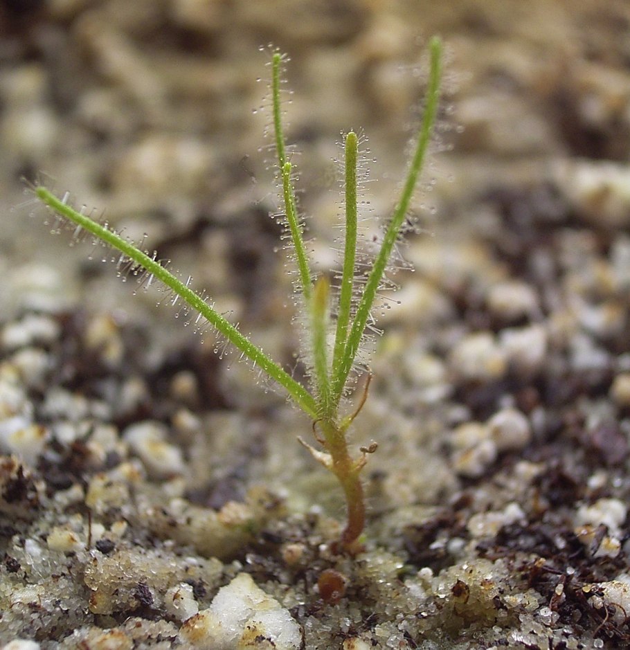 Тонкие волоски библиса