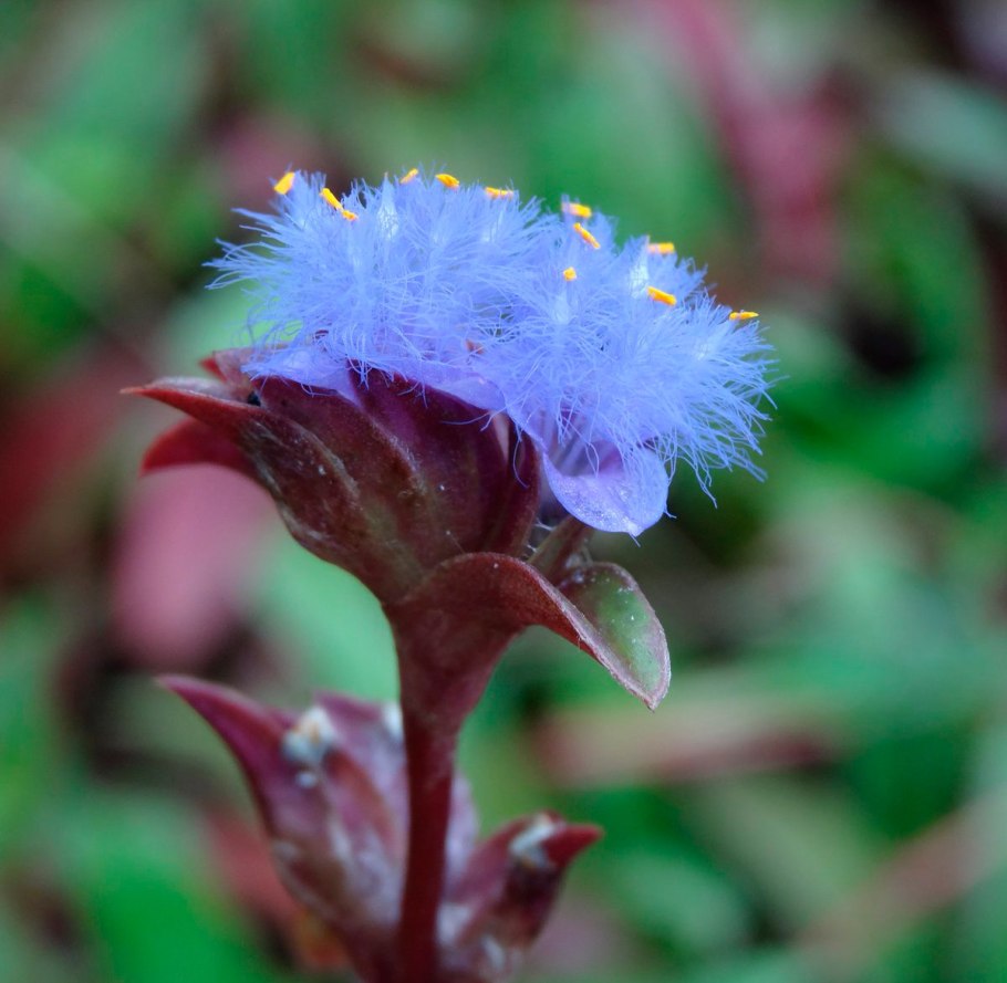 Цианотис сомалийский