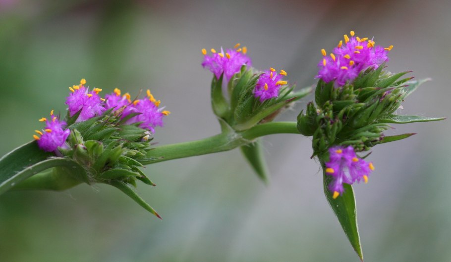 Cyanotis somaliensis