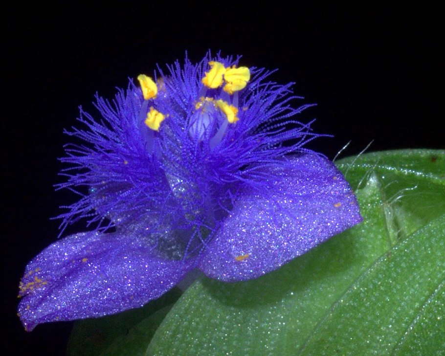 Цианотис somaliensis (сомалийский) 1