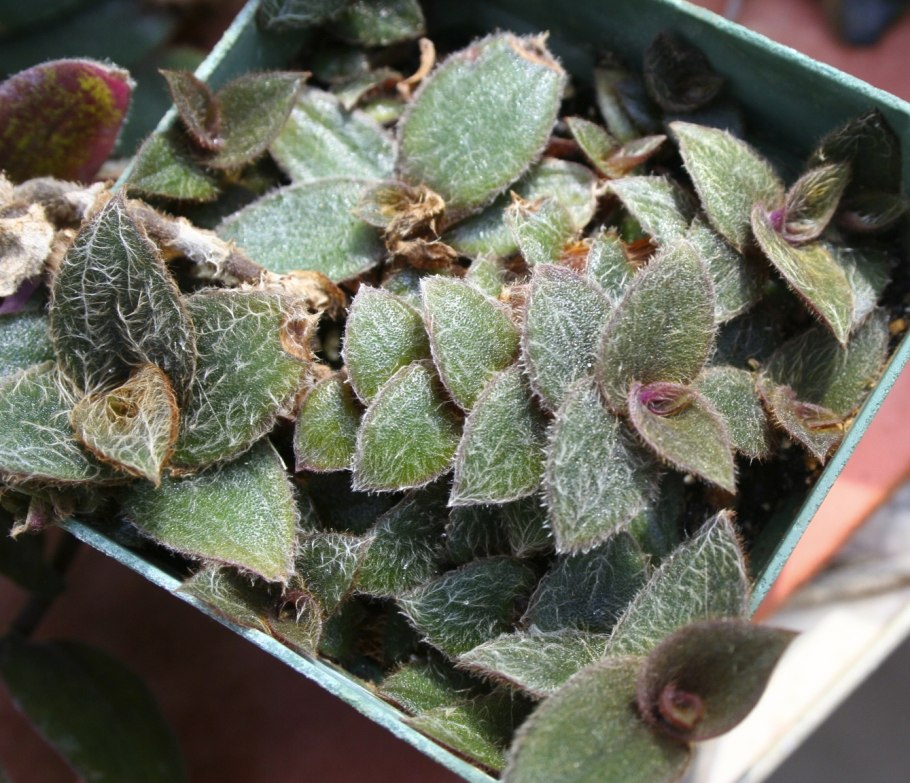 Цианотис специоза