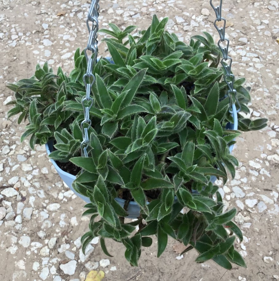 Традесканция Цианотис