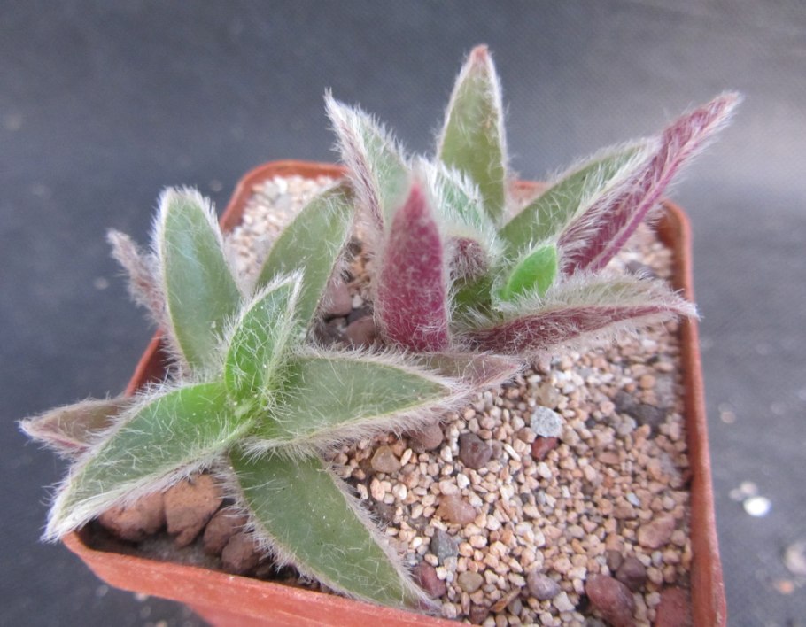 Цианотис somaliensis