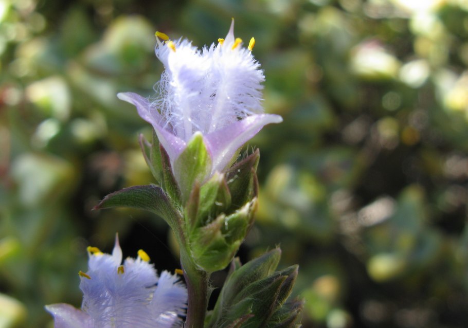Cyanotis somaliensis
