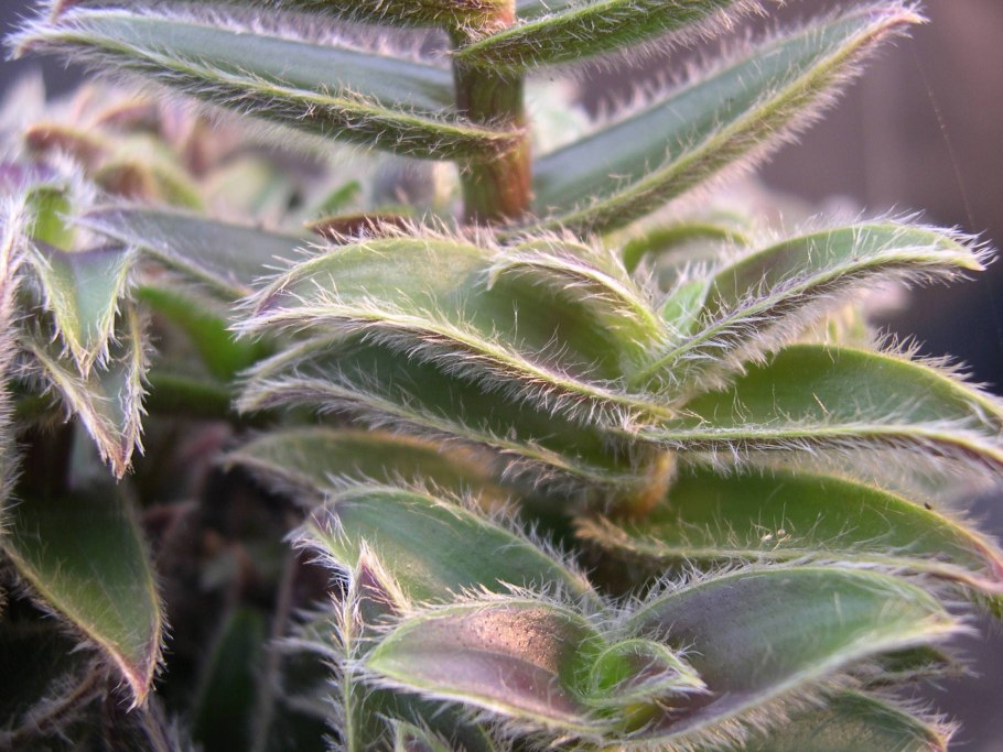 Цианотис кьюский