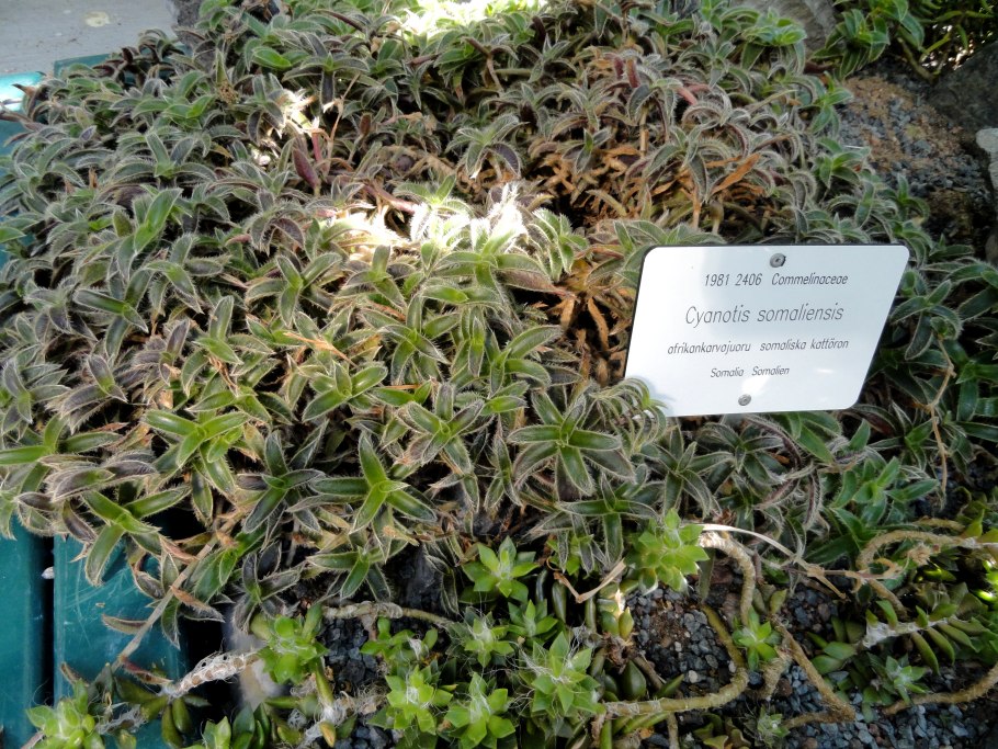 Цианотис пятнистый