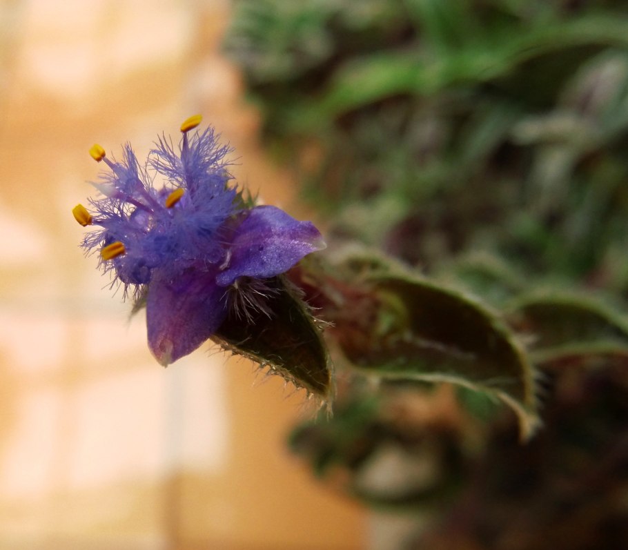 Традесканция Цианотис