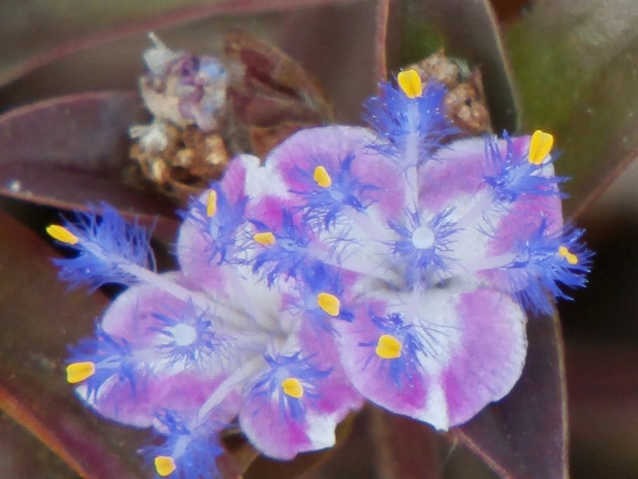 Цветок Цианотис