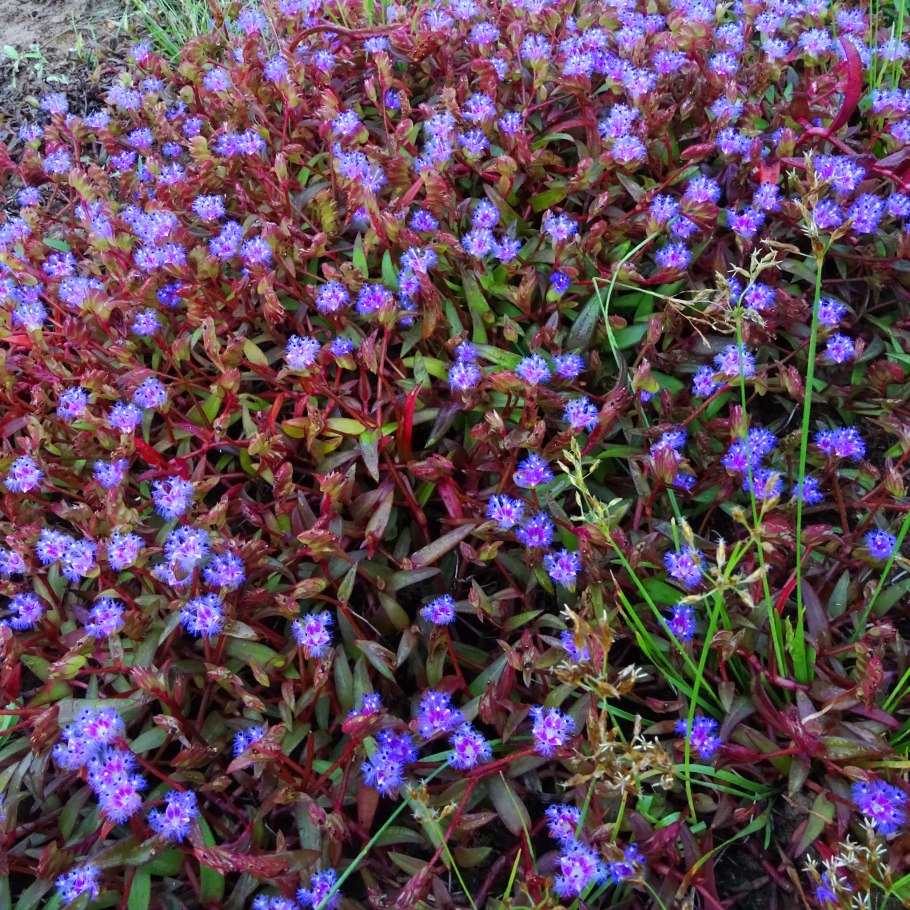 Цианотис сомалийский цветение