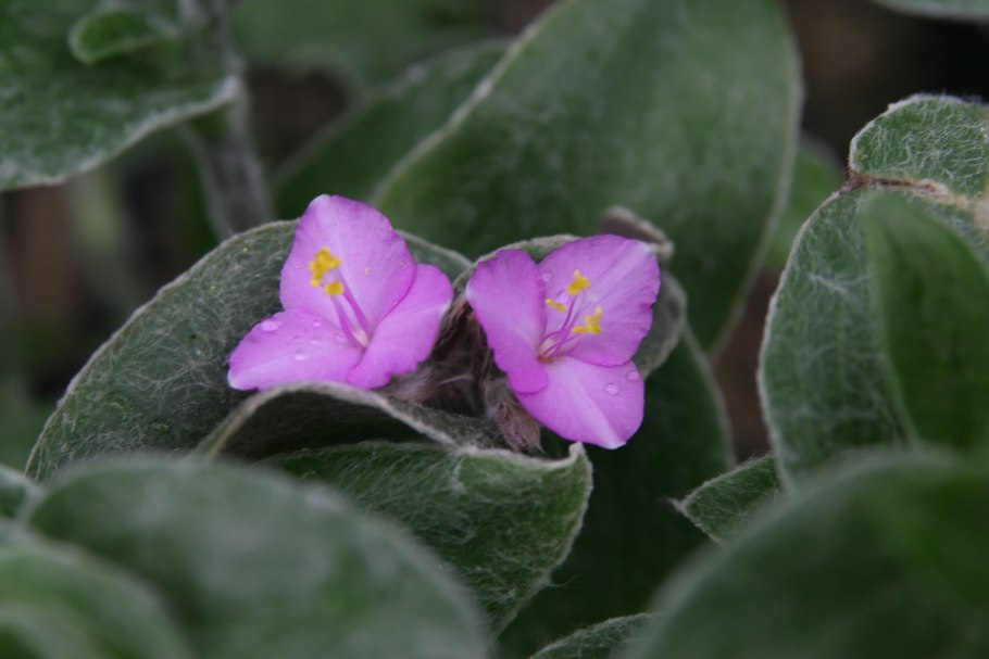 Традесканция Цианотис