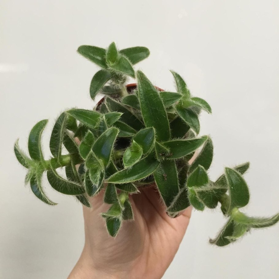 Цианотис Водный