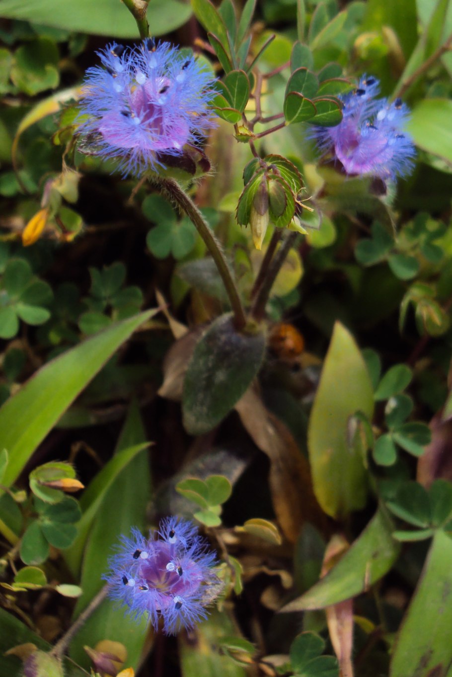 Традесканция толстянковая