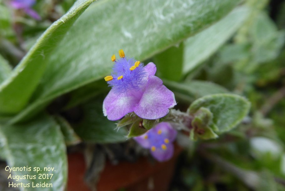 Cyanotis fasciculata