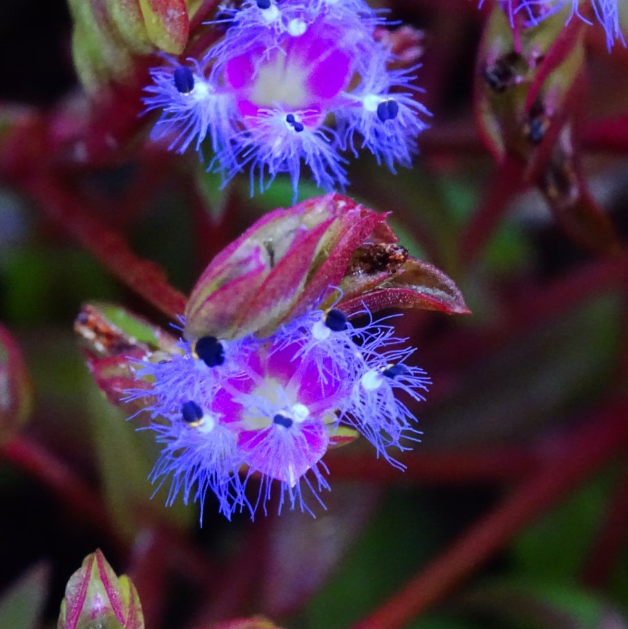 Цианотис сомалийский цветение