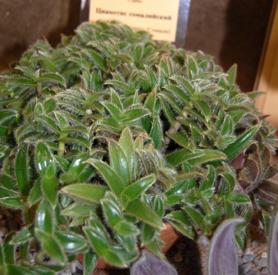 Цианотис somaliensis