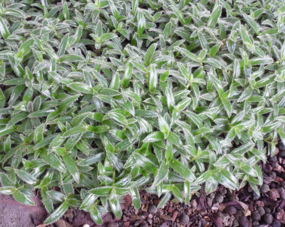 Цианотис сомалийский вариегатный