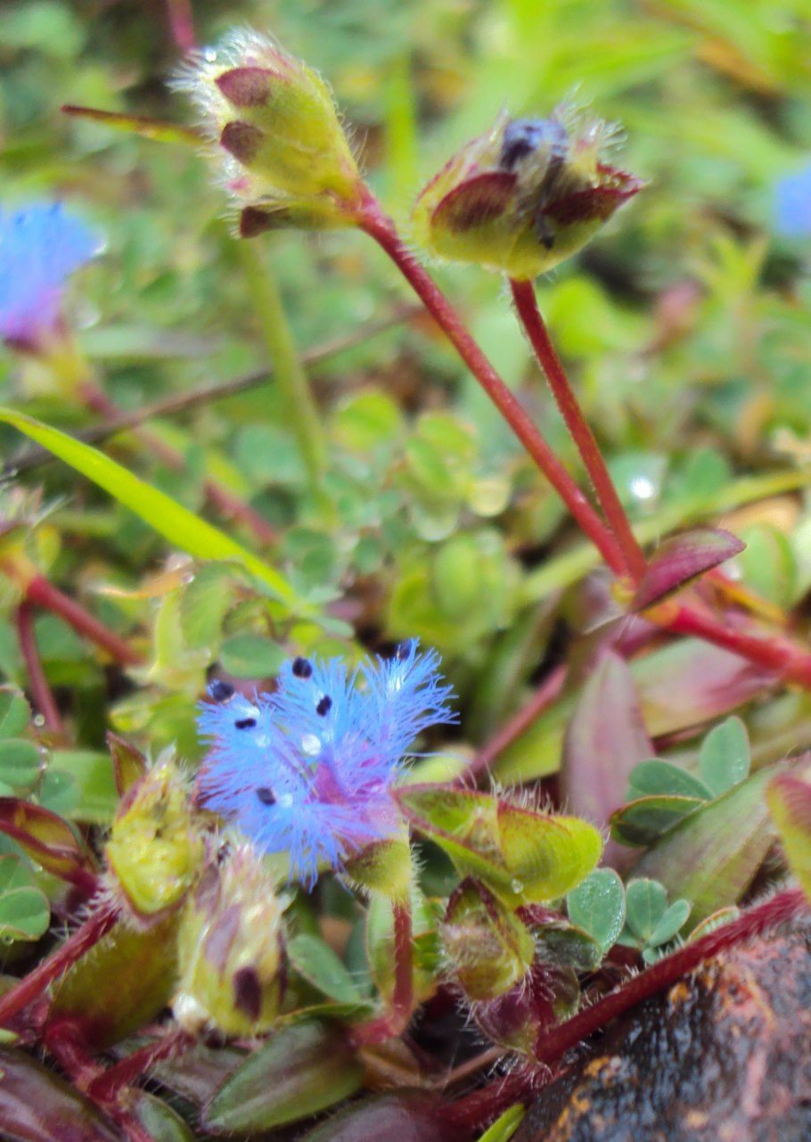 Традесканция Цианотис