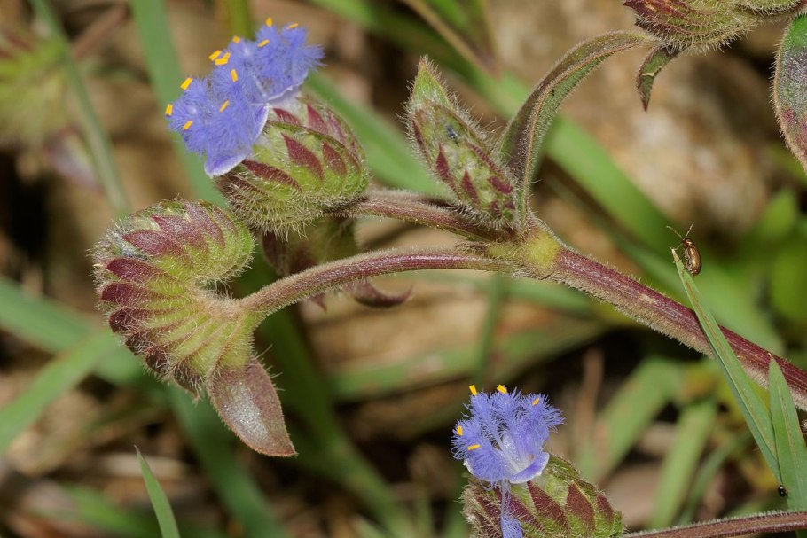 Cyanotis fasciculata