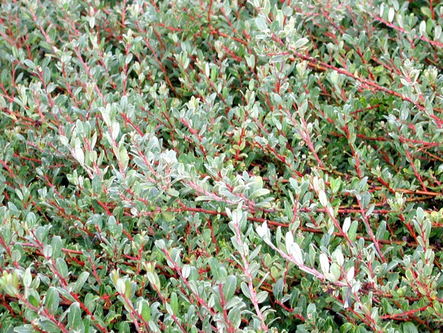 Карбюратор leader pz19jb