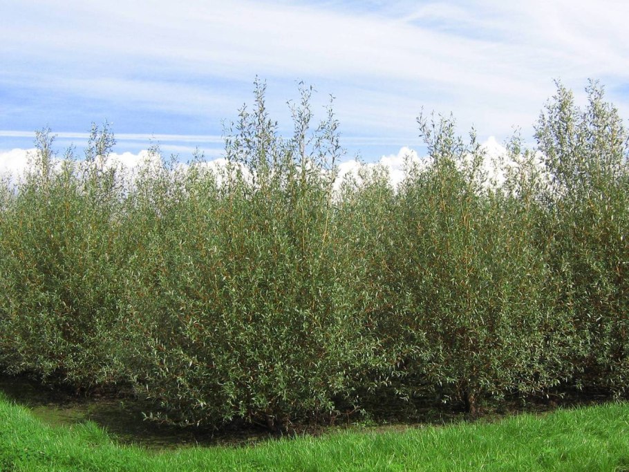 Salix phylicifolia l Ива филиколистная