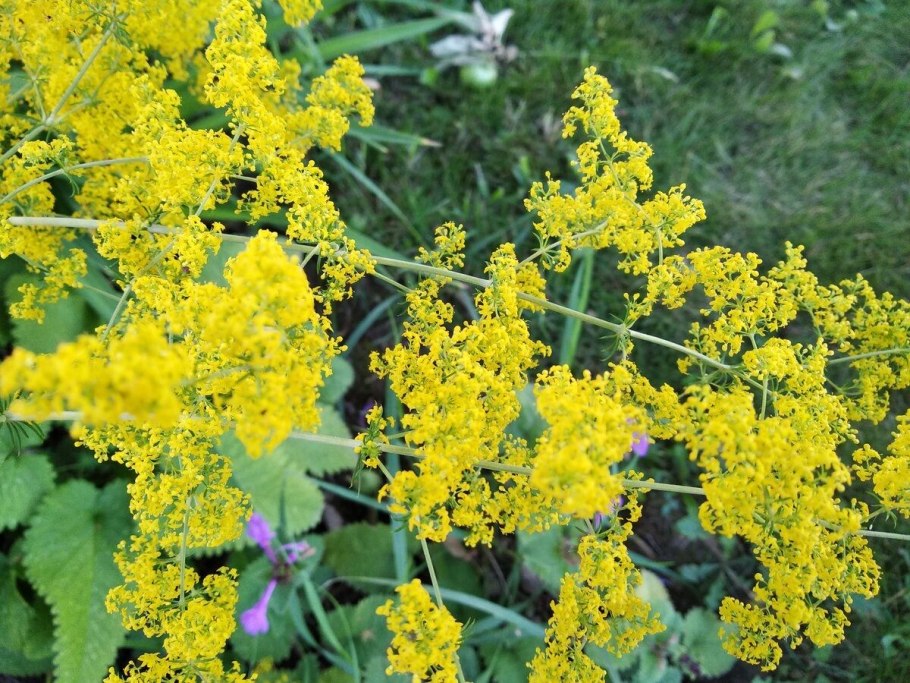 Подмаренник красильный