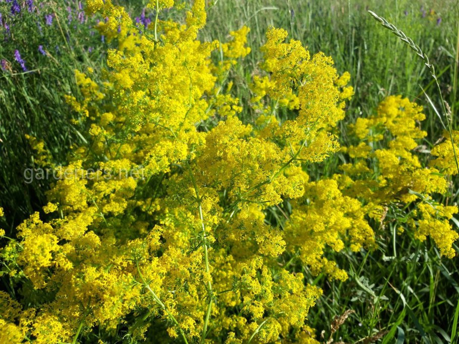 Подмаренник болотный