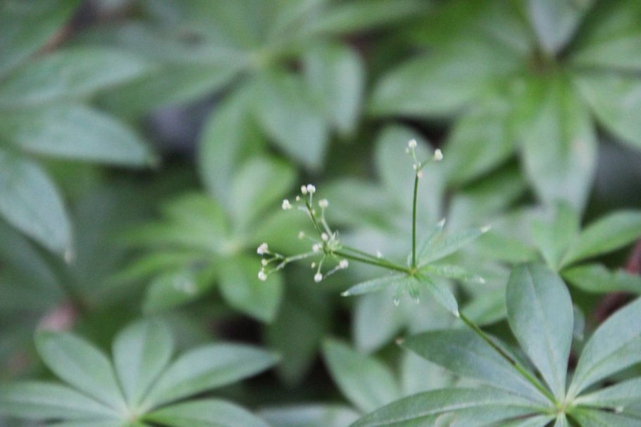 Galium ruprechtii