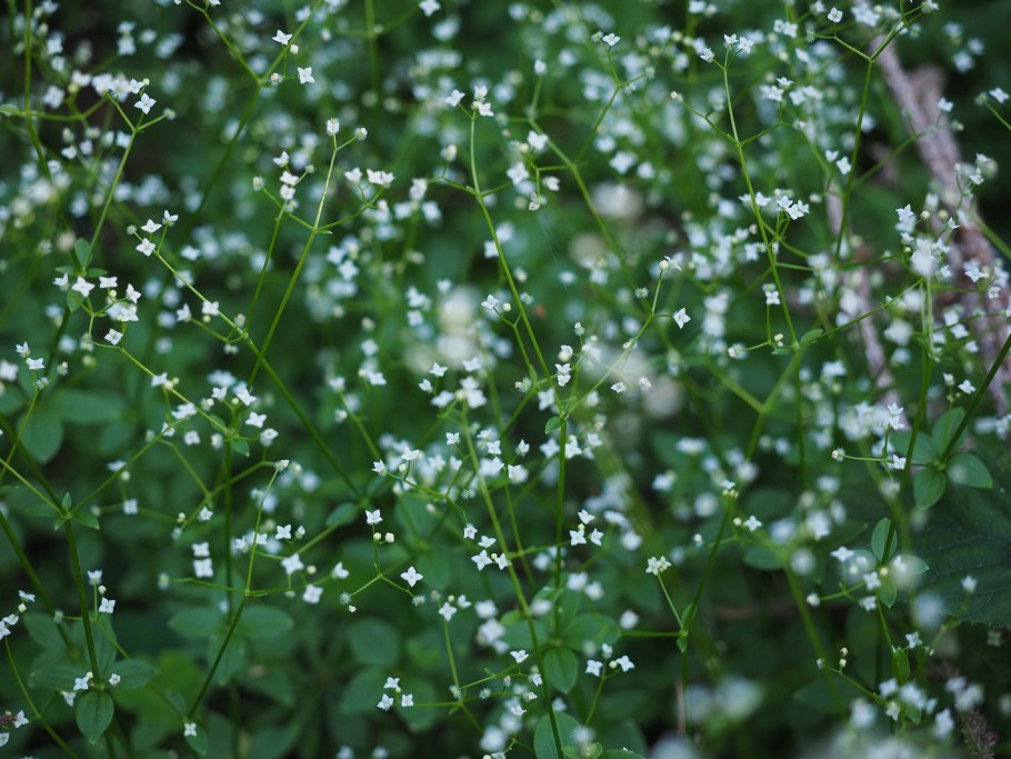 Подмаренник Луговой