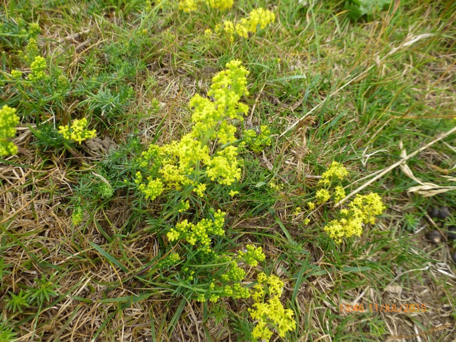 Подмаренник цепкий (Galium aparine l.)