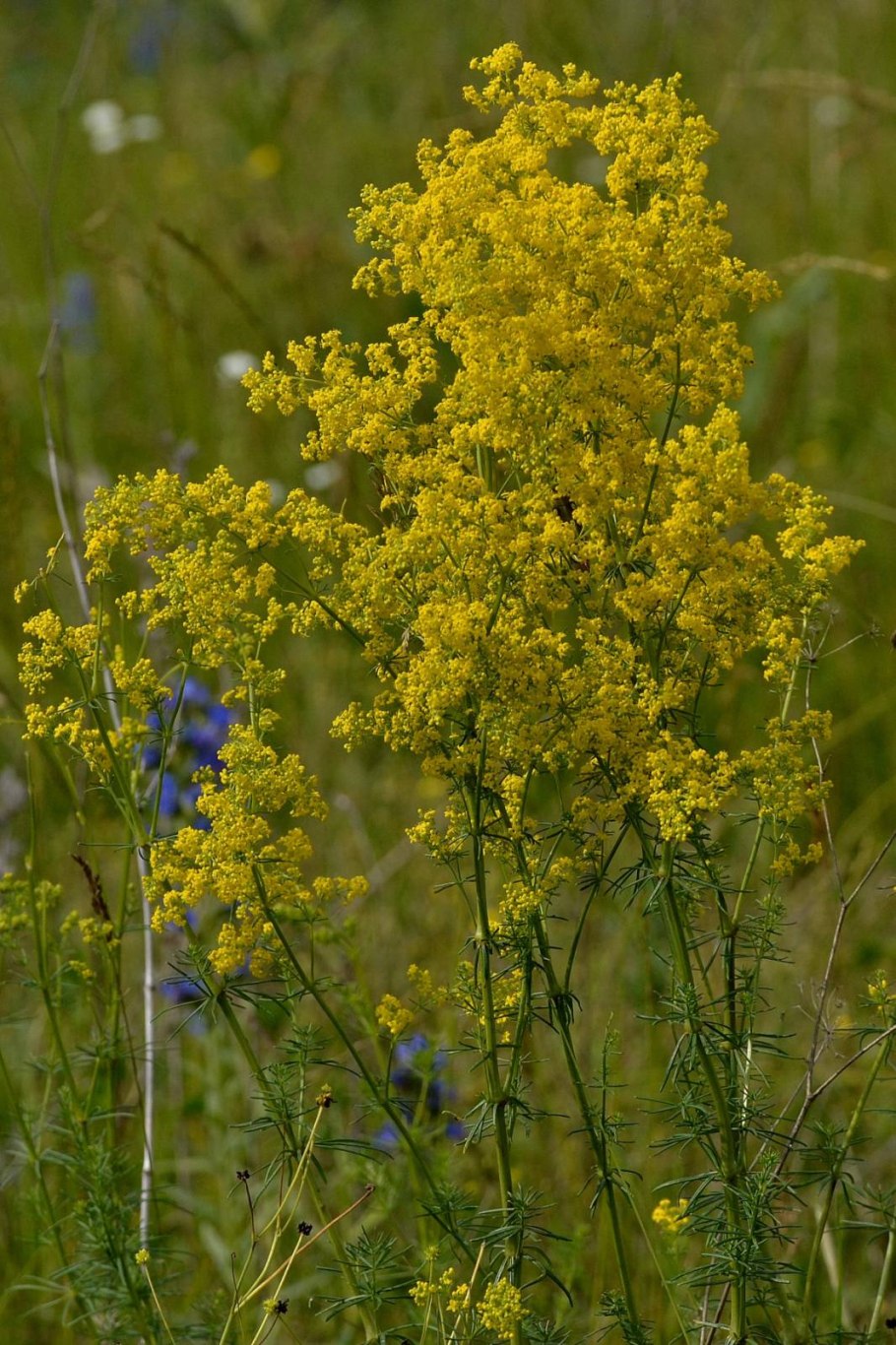 Galium spurium