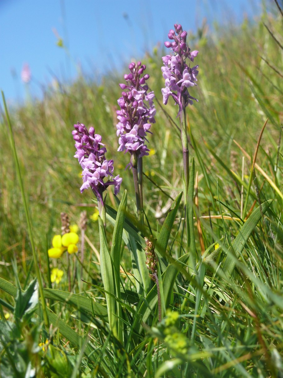 Кокушник длиннорогий