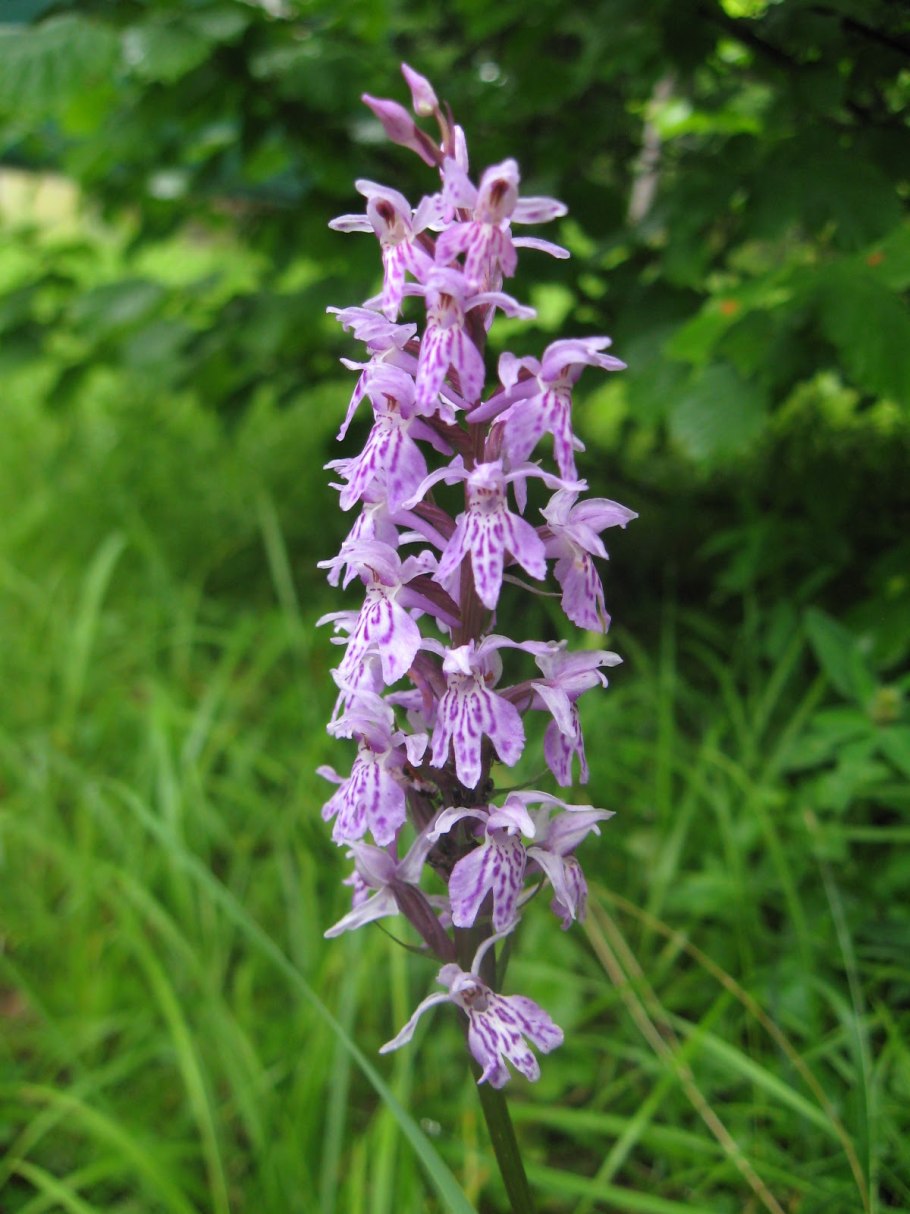 Северная Орхидея ятрышник