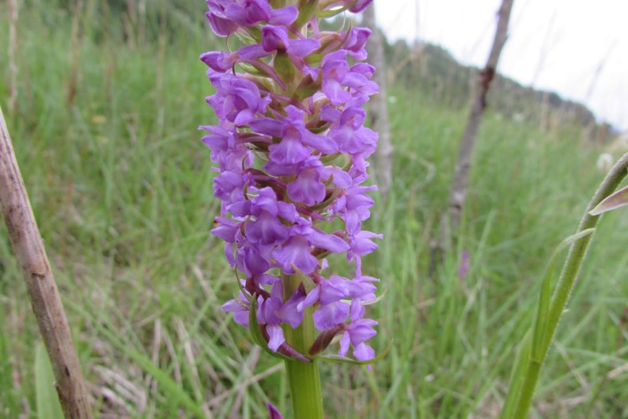 Кукушник длиннорогий