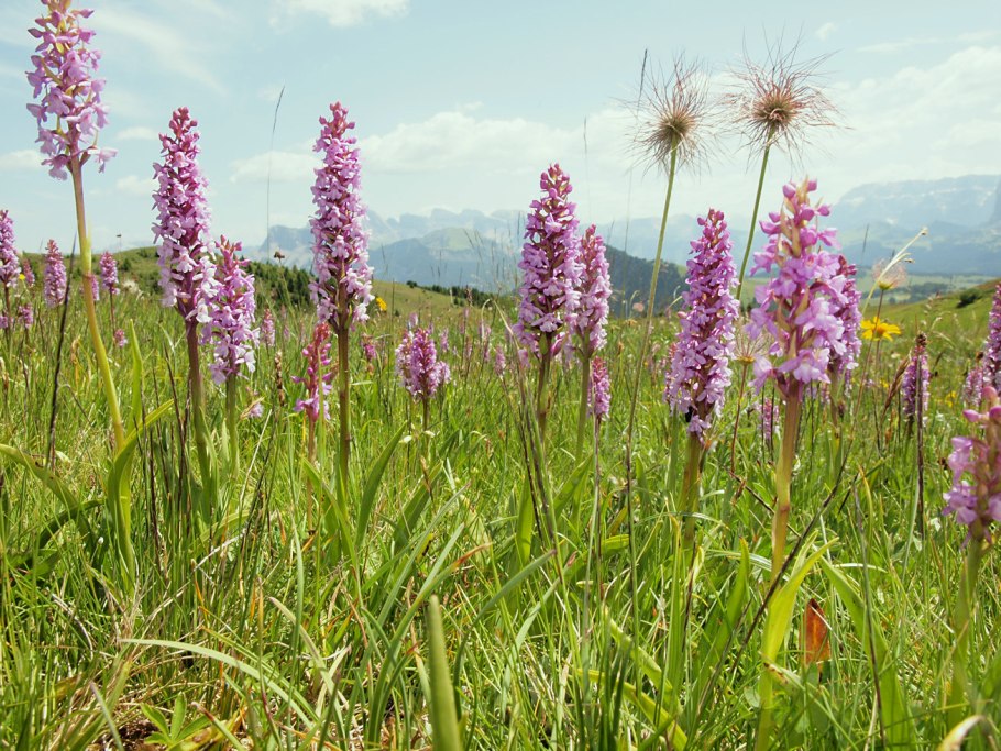 Кокушник комарниковый