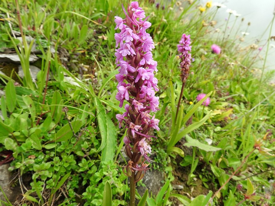 Кокушник длиннорогий