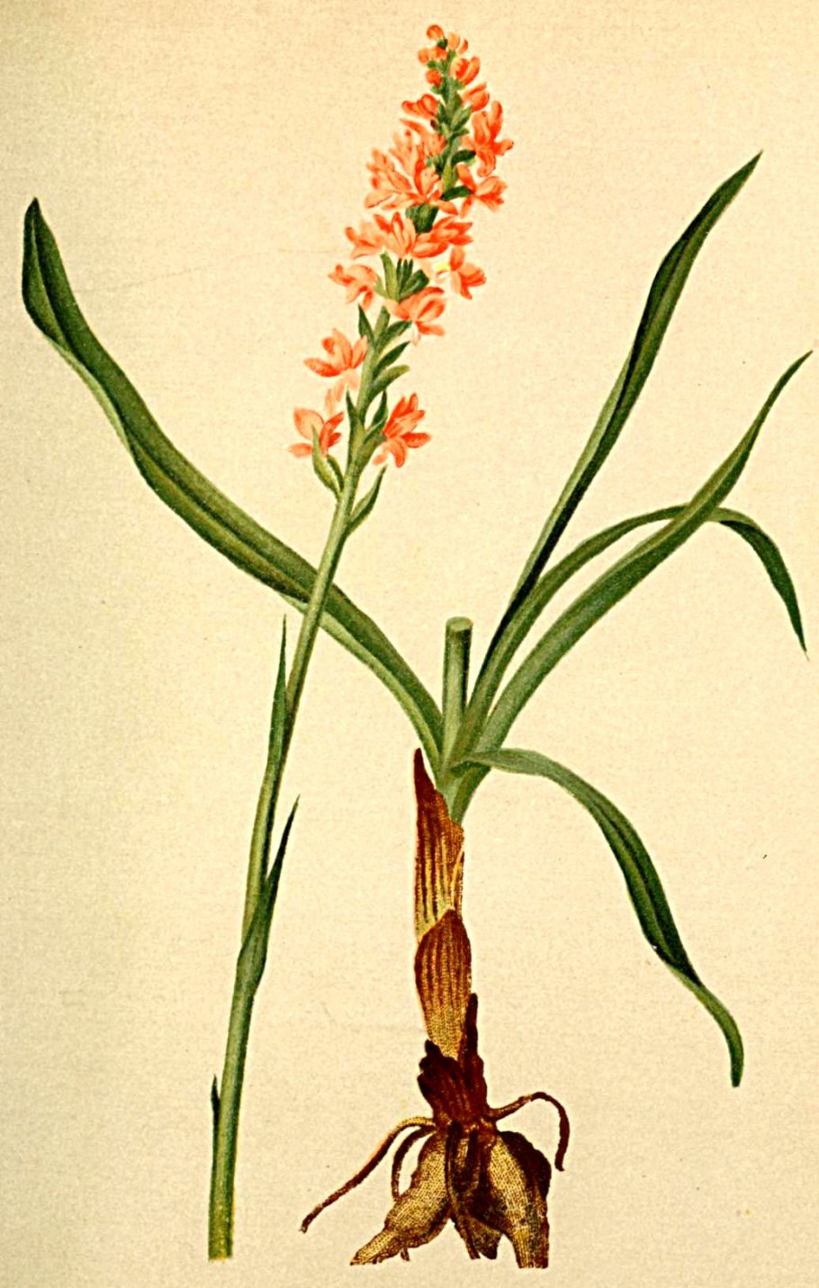 *Кокушник ароматнейший Gymnadenia odoratissima