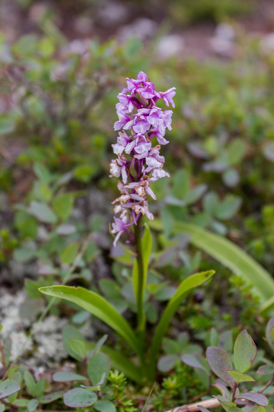 Кокушник обыкновенный
