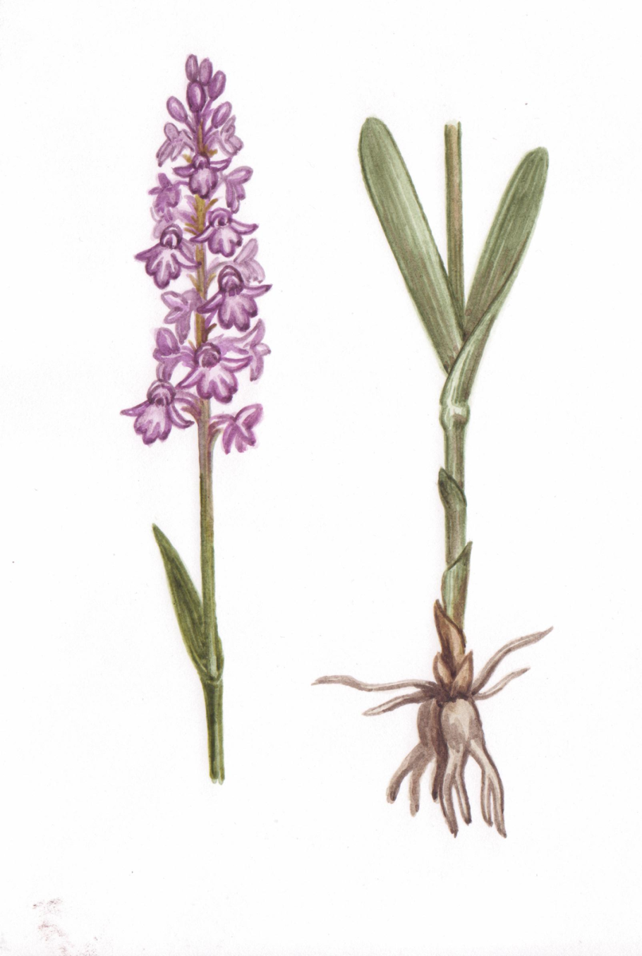 Буквица лекарственная - Betonica officinalis