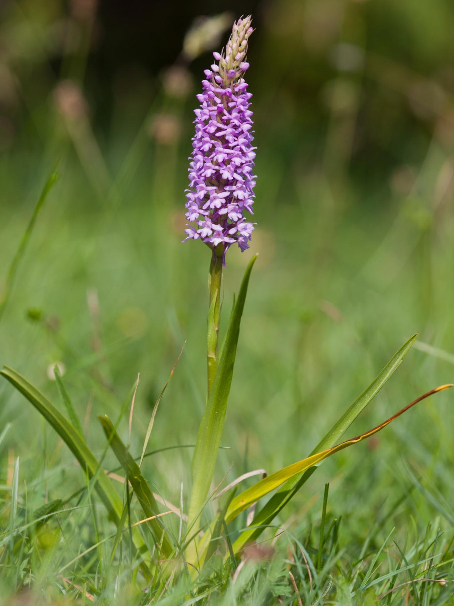 Кокушник длиннорогий
