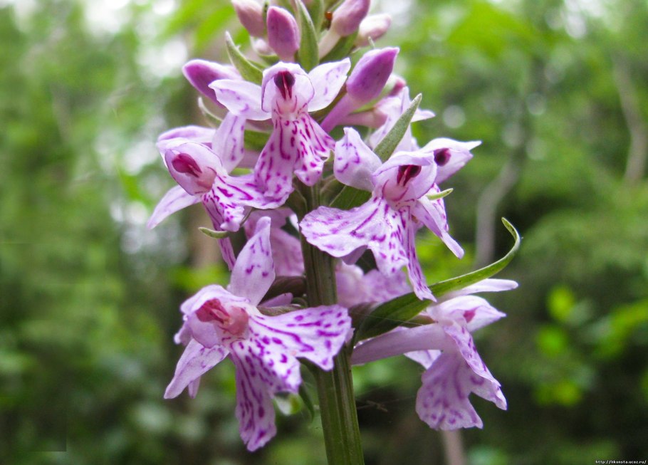 Неоттианта клобучковая