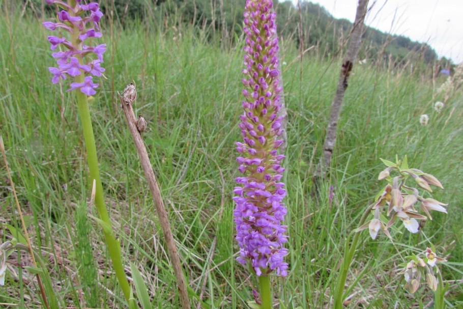 Кокушник длиннорогий (Gymnadenia conopsea
