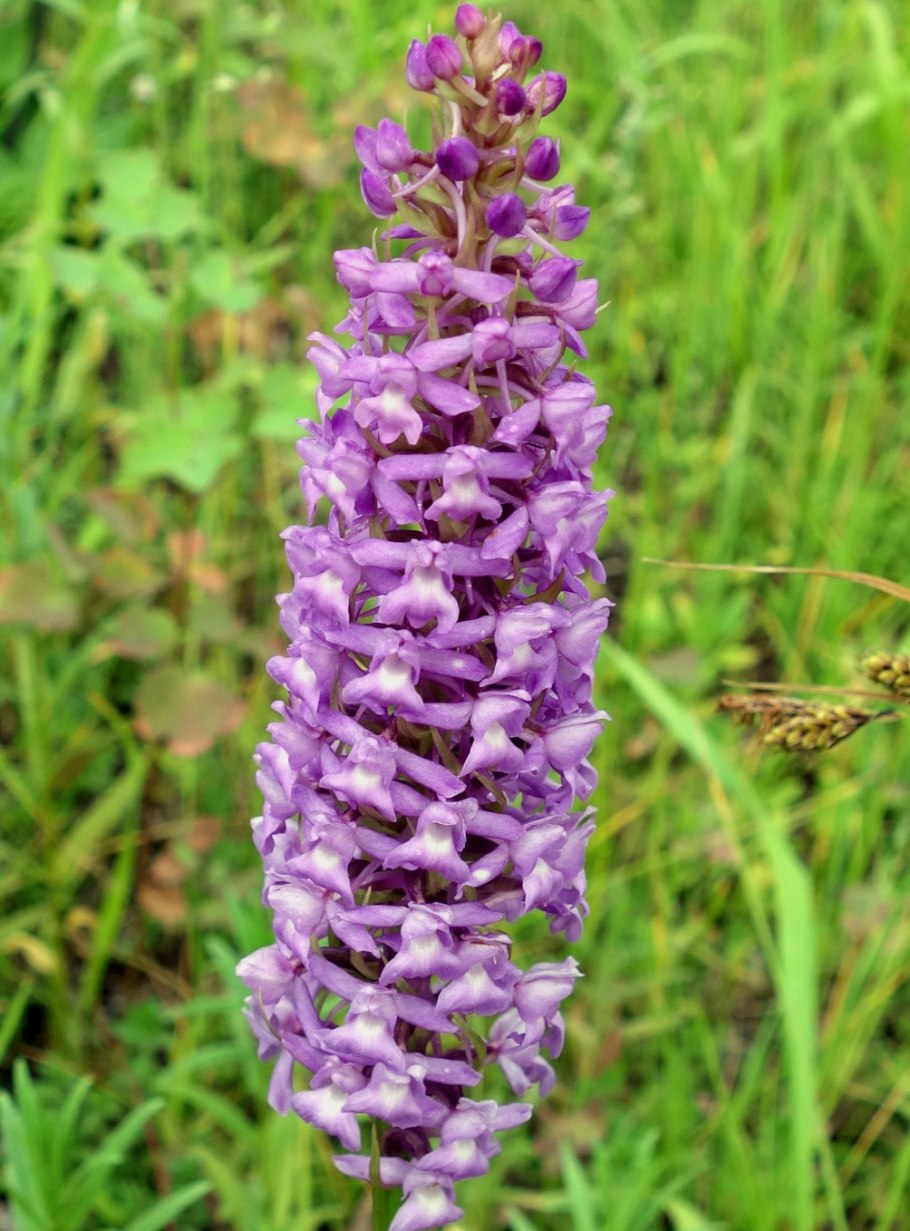 Кокушник душистый