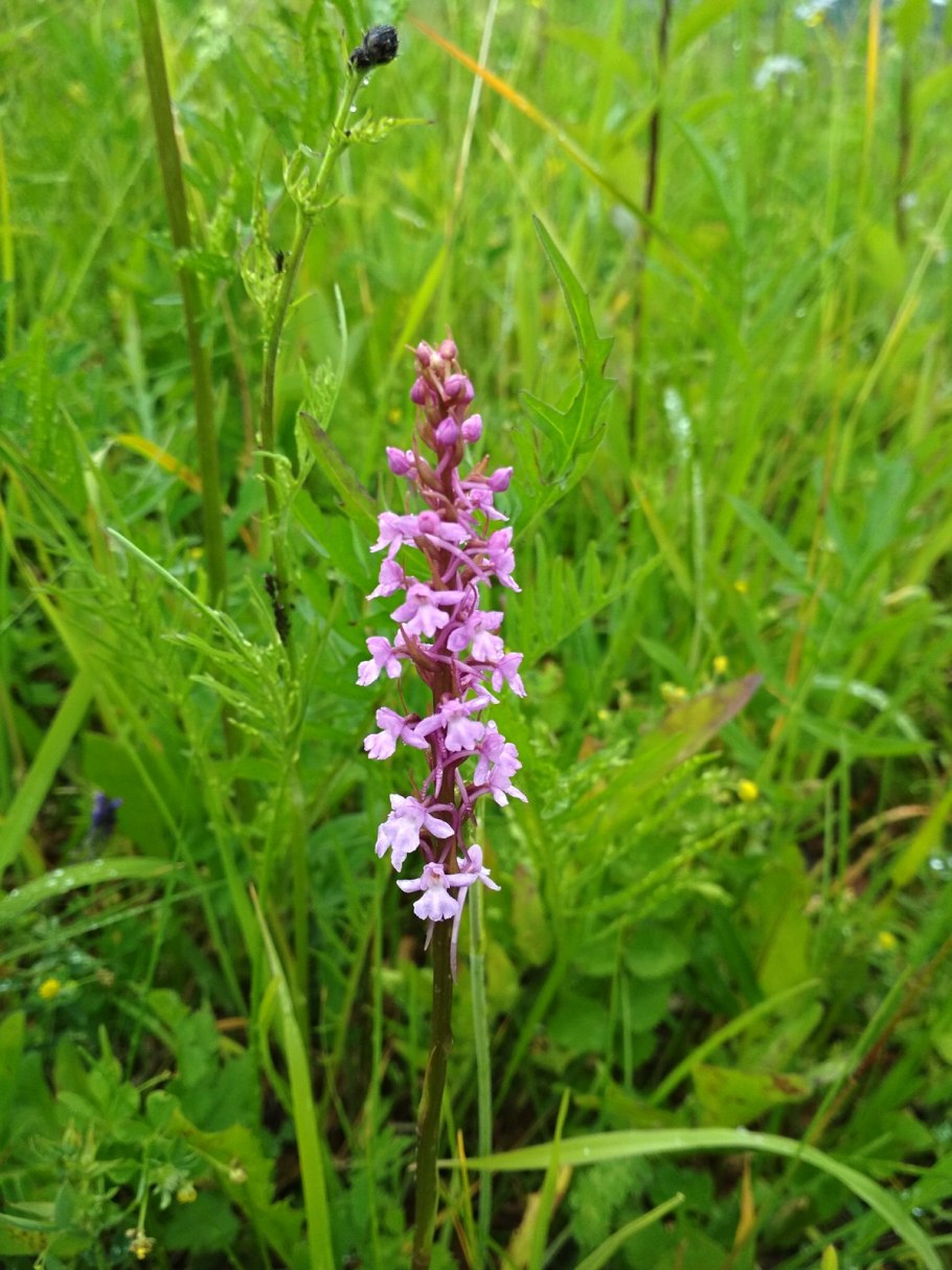 Кокушник длиннорогий