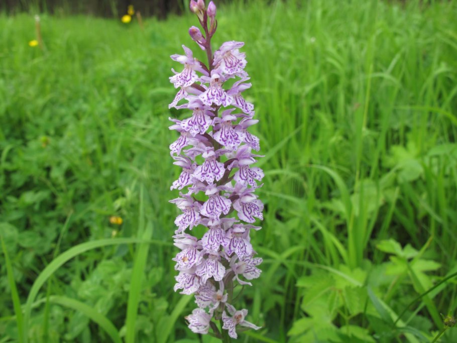 Ятрышник Пальчатокоренник пятнистый