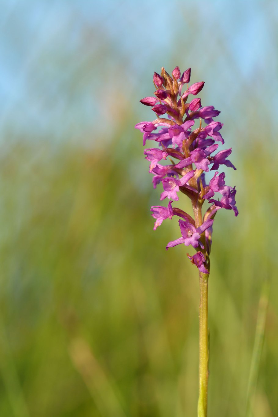 *Кокушник ароматнейший Gymnadenia odoratissima