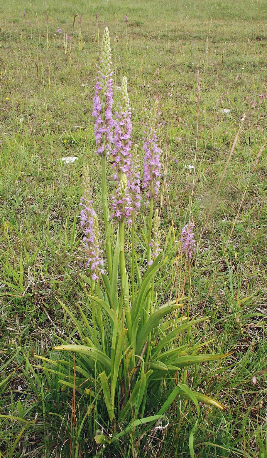 Кокушник длиннорогий (Gymnadenia conopsea