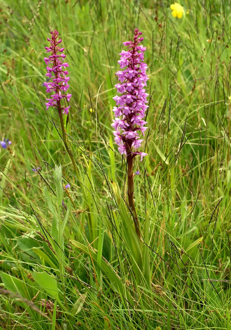 Кокушник длиннорогий латынь