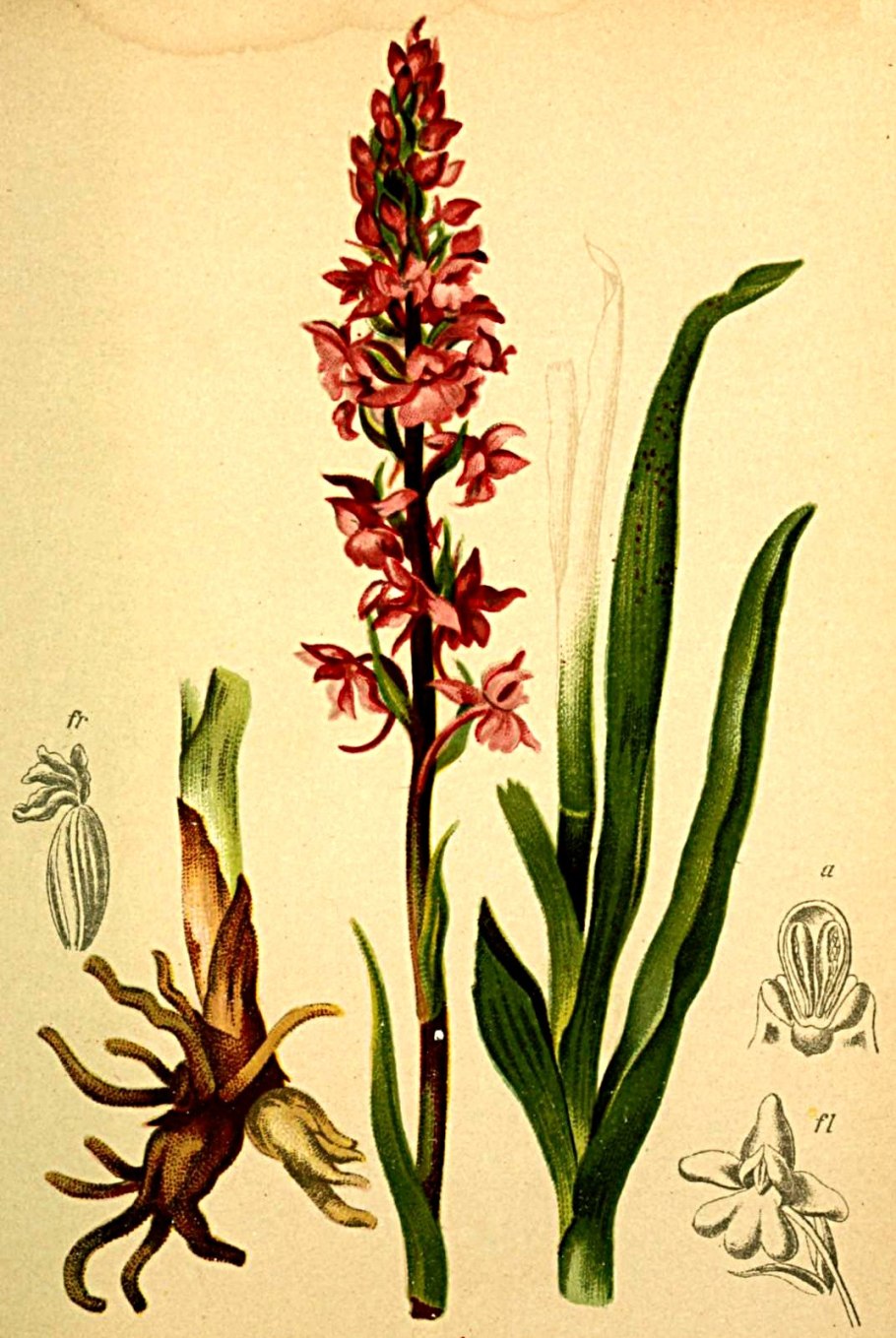 Орхидея гнездовка