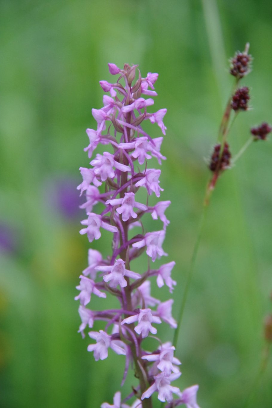 Gymnadenia conopsea (Кокушник длиннорогий, комарниковый